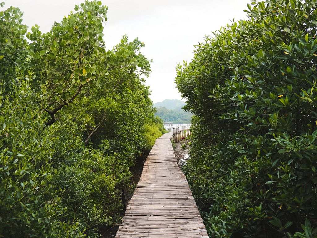 Pawa Mangrove Park